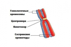 Ролята на хомоложните хромозоми в клетъчното делене чрез митоза и мейоза Ролята на хомоложните хромозоми в клетъчното делене чрез митоза и мейоза